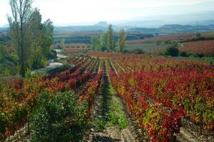 El V Centenario del ‘Camino Ignaciano’ peregrina por Rioja Alavesa - Gastronomía y Moda