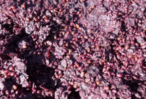 Reutilización del orujo de uva: múltiples usos de un subproducto de la vinificación - Gastronomía y Moda