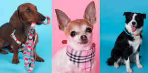 Estos son los mejores complementos y accesorios para tu mascota - Gastronomía y Moda