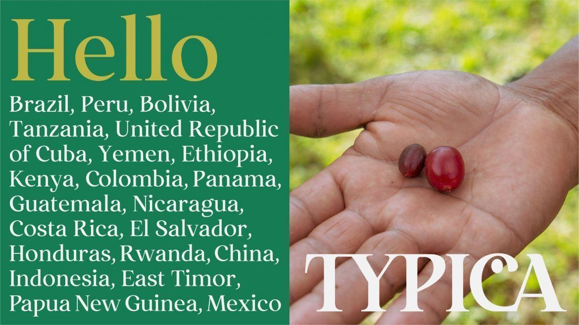 Comercio 100% directo de granos de café verde. La plataforma en línea "TYPICA" que conecta a productores y tostadores llega a España  . Gastronomía y Moda