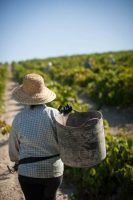 Barbadillo garantiza a sus viticultores la compra de uva en esta vendimia - Gastronomía y Moda
