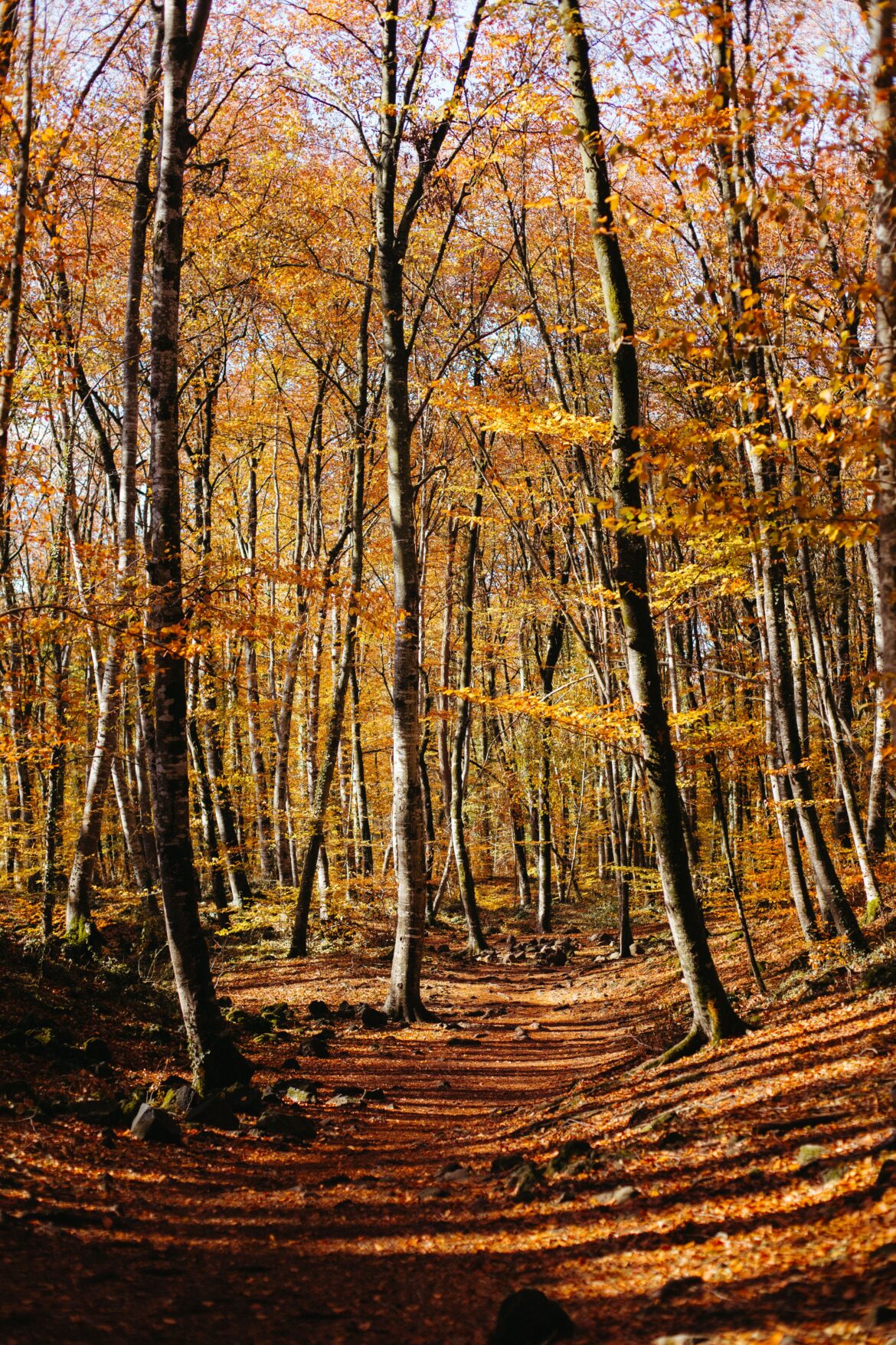 Escapadas en España para disfrutar del otoño: destinos y planes para desconectar - Gastronomía y Moda