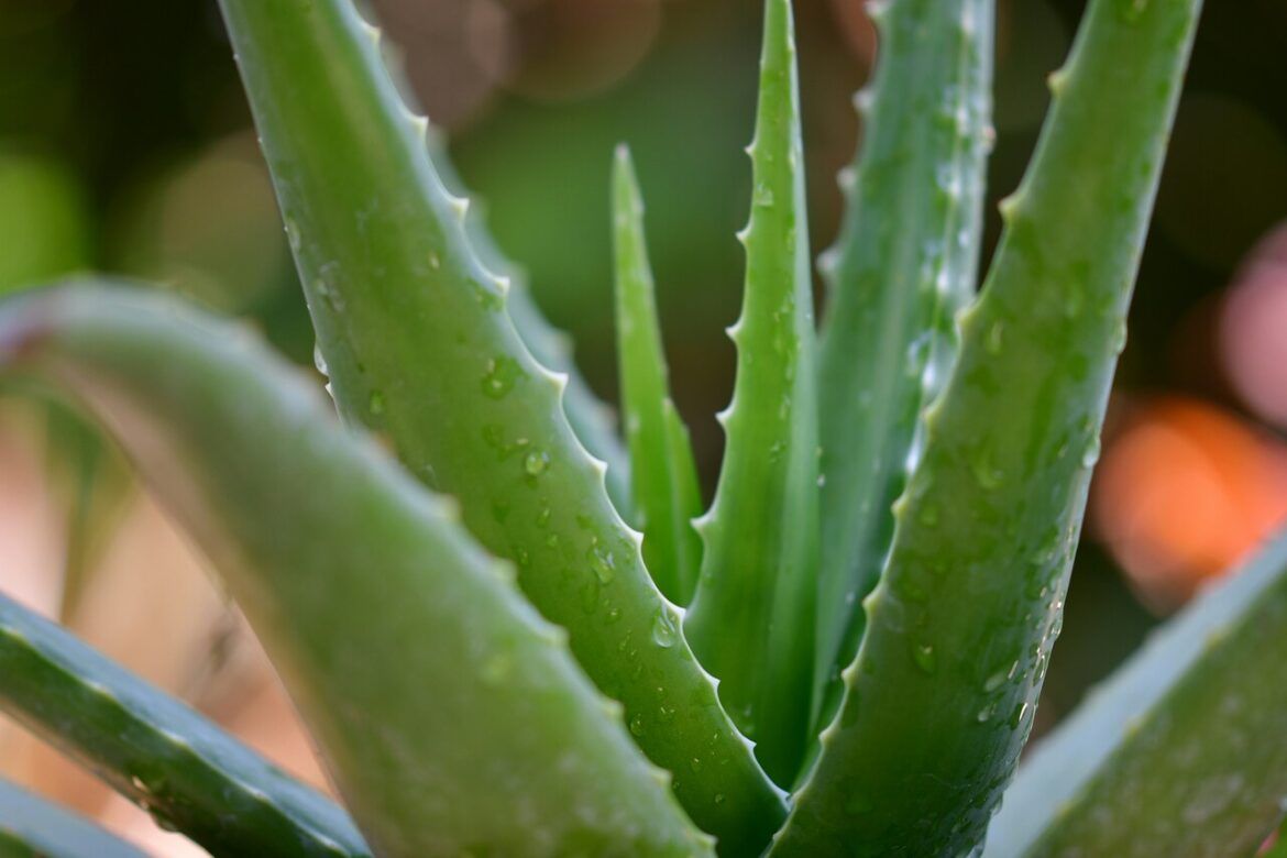 ¿Cuáles son los beneficios de los complementos alimenticios con Aloe Vera? - Gastronomía y Moda