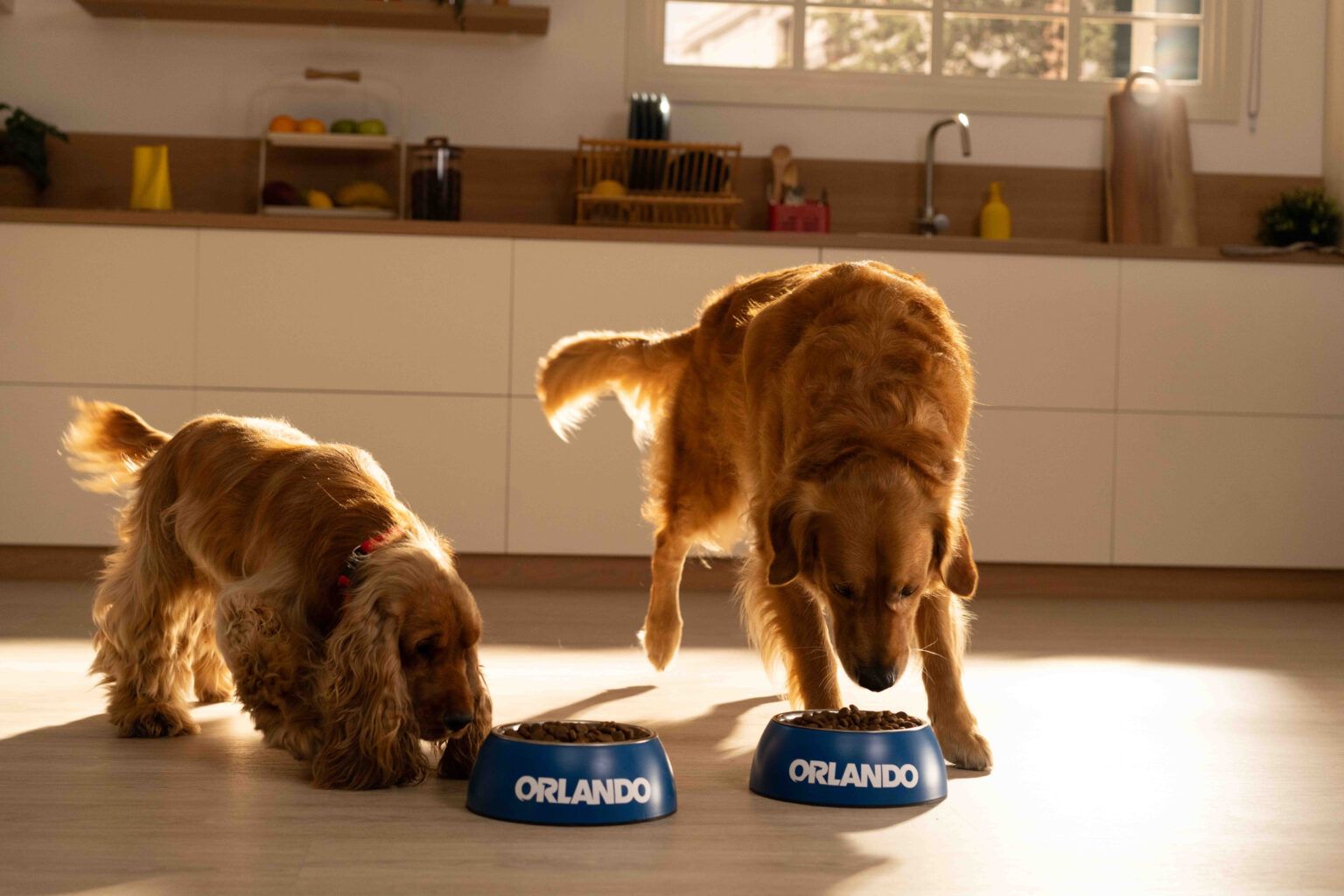 Lidl relanza su gama de alimentación para mascotas desarrollada por veterinarios - Gastronomía y Moda