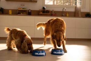Lidl relanza su gama de alimentación para mascotas desarrollada por veterinarios - Gastronomía y Moda
