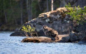 Finlandia propone el slow travel como la mejor forma de descubrir su naturaleza más auténtica - Gastronomía y Moda