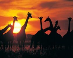 4 destinos, un solo viaje: la gran aventura africana que termina en el paraíso gracias a Honimunn - Gastronomía y Moda
