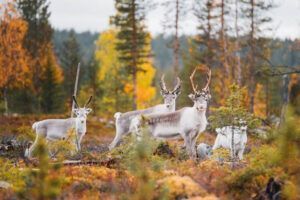 Ruska, el encantador e inesperado momento para visitar Laponia más allá de la época navideña - Gastronomía y Moda