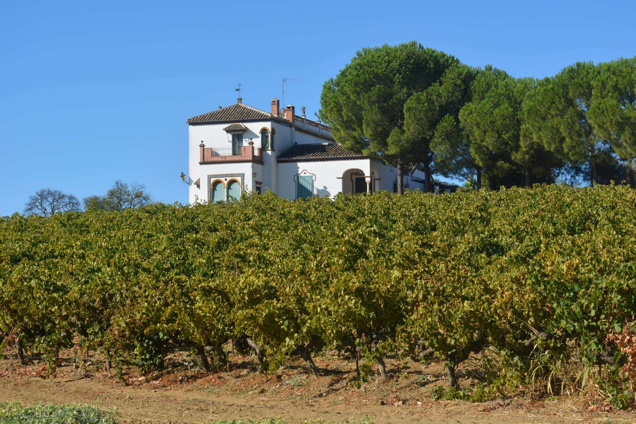 La Ruta del Vino Condado de Huelva, un viaje auténtico al corazón vitivinícola del sur de España - Gastronomía y Moda
