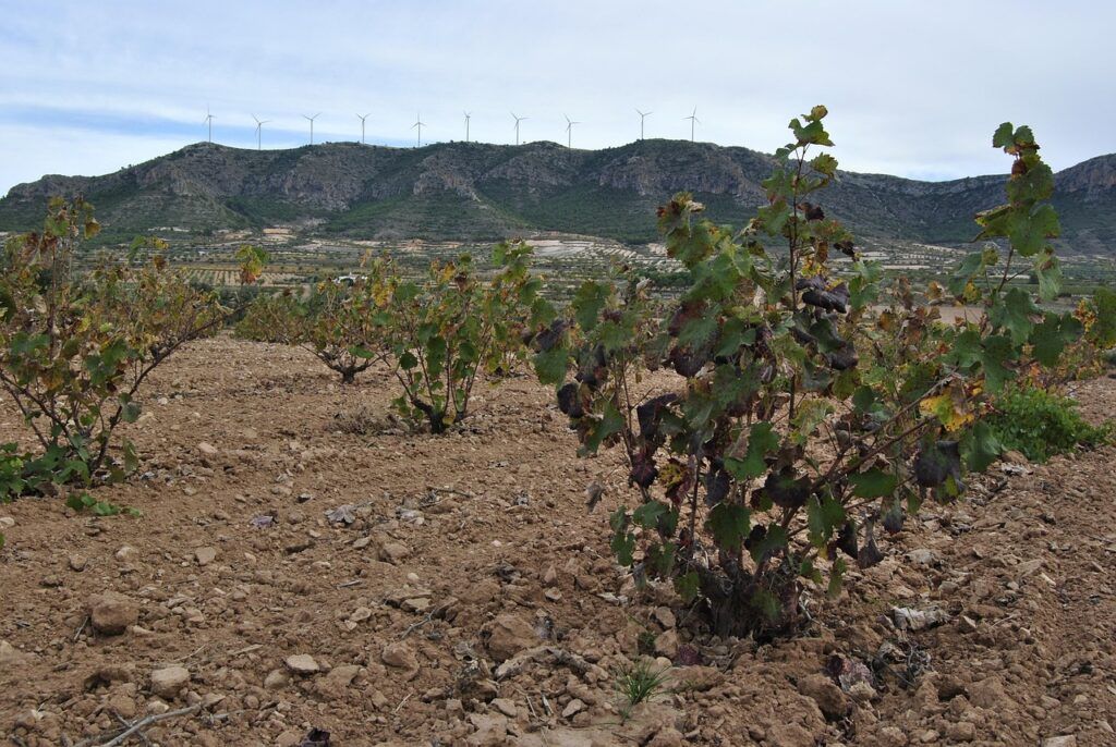 Jumilla conquista FITUR 2026 y se posiciona como uno de los grandes destinos de enoturismo en España - Gastronomía y Moda