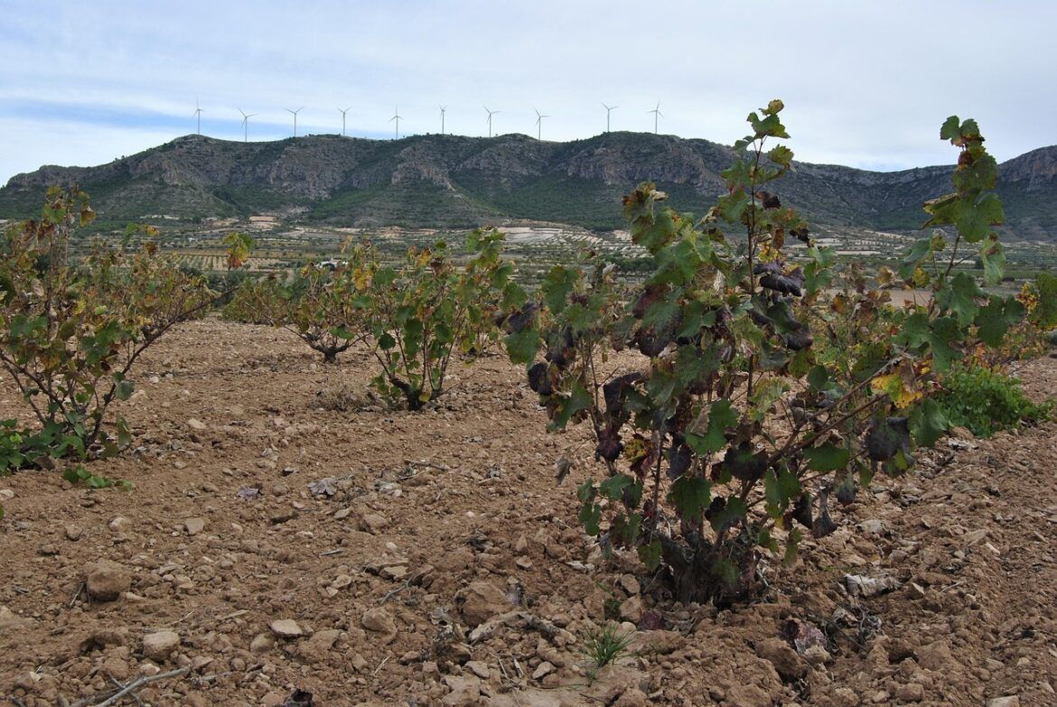 Jumilla conquista FITUR 2026 y se posiciona como uno de los grandes destinos de enoturismo en España - Gastronomía y Moda