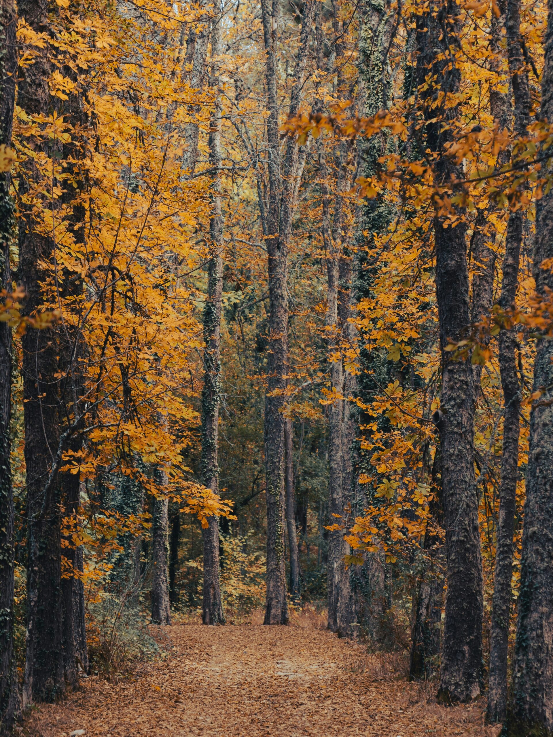 Escapadas en España para disfrutar del otoño: destinos y planes para desconectar - Gastronomía y Moda